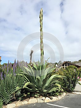 Tall Stalk Agave Plant, Mission Carmel, California, USA