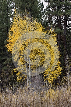 Tall Stand of Yellow Aspens
