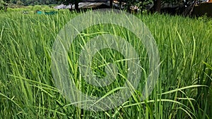 Landscape of Fresh crop of rice in field photo