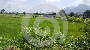 Landscape of Fresh crop of rice in field photo