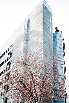 tall steel modern glass building with cherry tree in bloom canopy
