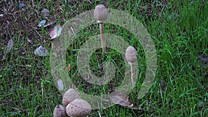 Tall-stemmed mushrooms, round crown, stem ring, brown photo