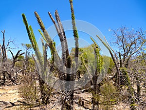 The Tall stems of Didiera trollii with large spines, Tsimanampetsotsa national park. Madagascar