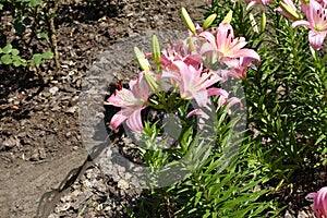 Tall stems of lilies with pastel pink flowers in June