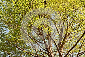 Tall stewartia ( Stewartia monadelpha ) tree.