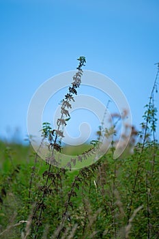 Tall stinging nettle in a field..