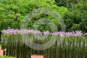 Tall straight plants with purple flowers at Singapore Botanical Gardens