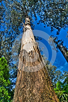 Tall, straight trunk of a mountain ash (eucalyptus regnans)