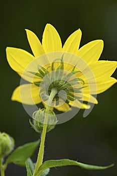 Tall Sunflower Rear View  612531