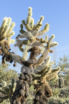 Tall sunlit cactus