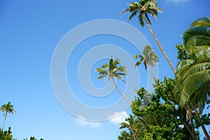 Tall swaying coconut palms in breeze above vegetation in this tropical setting on island of Aitutaki