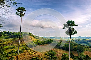 A tall tan tree that rises on a high hill.