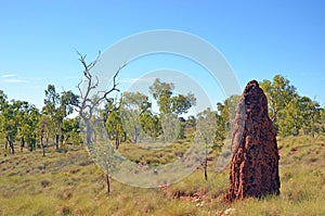 Tall termite mound in spinifex Australian savannah landscape