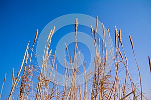 Tall thick grass earth against blue sky background