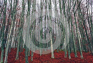 Tall and thick trees  in an old forest  in Romania