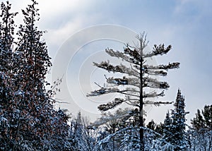 Tall, thin pine tree stands above its snowy peers