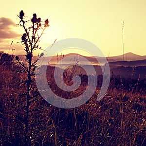 Tall thistle, dry grass silhouette , long stalks sunrise meadow