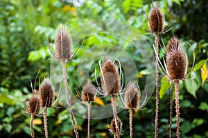 Tall Thistle Seed Heads