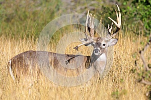 Tall tined non-typical whitetail buck