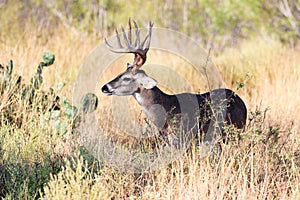 Tall tined whitetail buck