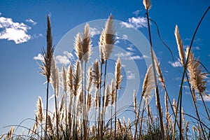 tall toitoi grass backlit with winter