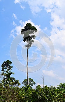 Tall Towering Tree against Sky - Dipterocarpus Turbinatus - Gurjan - Andaman islands, India - Hardwood Timber
