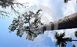 Tall Towering Tree against Sky - Dipterocarpus Turbinatus - Gurjan - Hardwood Ply Timber - Bottom View