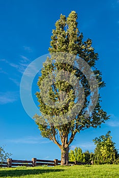 Tall tree against blue sky