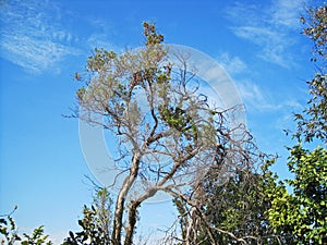 TALL TREE AGAINST BLUE SKY WITH SCANT FOLIAGE