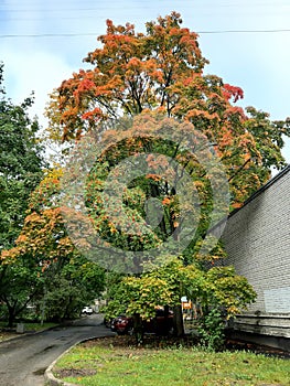 A tall tree on an autumn day. photo