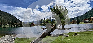 Tall tree on the background of a lake and cozy rural buildings in a green field