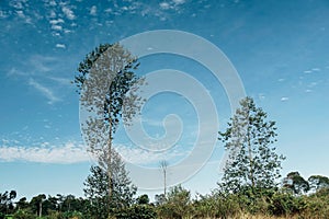 tall tree with blue sky