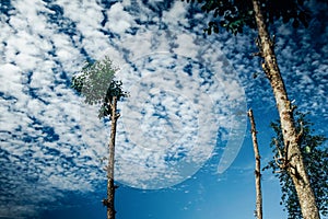 tall tree with blue sky