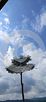 The tall tree and bluesky