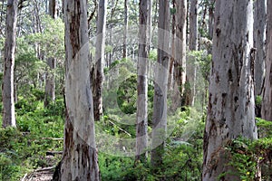 Tall Tree Boranup Karri Forest West Australia