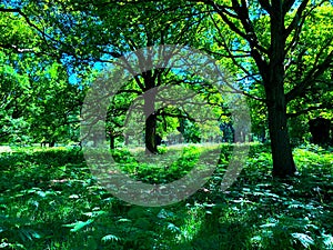 Tall tree canopy in the Spring