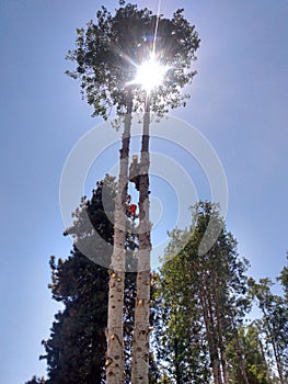 Tall Tree Climbing Man
