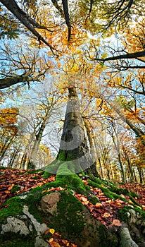 Tall tree in colorful autumn forest