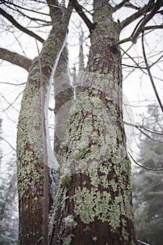 Tall tree covered in green foliose lichens