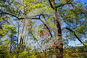 A tall tree covered in lush green leaves surrounded by colorful flowers at Callaway Gardens