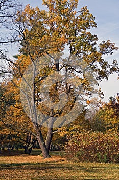 Tall tree with different color leaves.