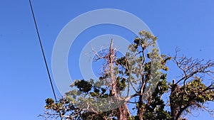 Tall tree and Electrical lines - high angle