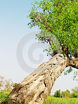 Tall tree in field