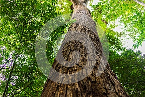 Tall tree in forest