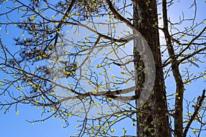 A tall tree in the forest with budding green leaves on a blue sky background at Lake Horton Park