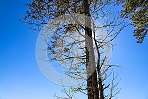 A tall tree in the forest with budding green leaves on a blue sky background at Lake Horton Park