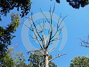 tall tree in the forst with no leaves on branches