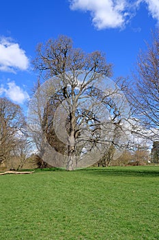 A Tall tree in a green field under a blue cloudy sky