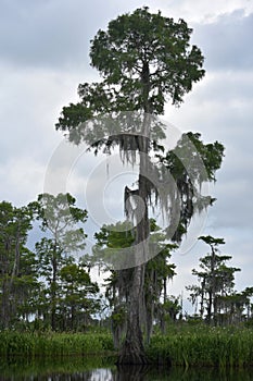 Tall Tree Growing out of the Shallow Bayou Waters