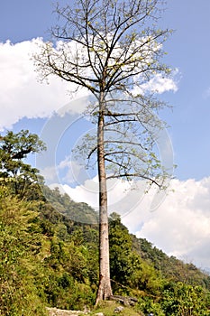 Tall Tree in The Himalayas photo